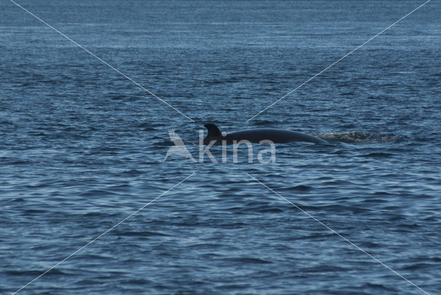 Dwergvinvis (Balaenoptera acutorostrata)