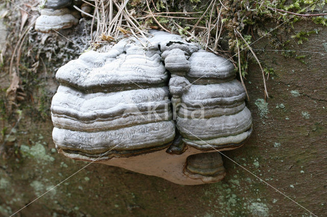 touchwood (Fomes fomentarius)