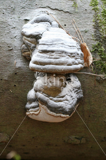 touchwood (Fomes fomentarius)