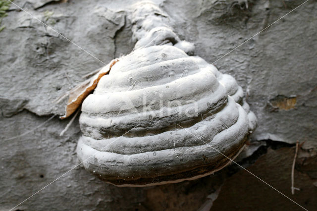 Echte tonderzwam (Fomes fomentarius)