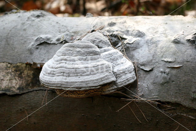 Echte tonderzwam (Fomes fomentarius)