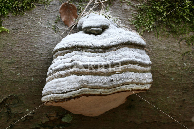 touchwood (Fomes fomentarius)