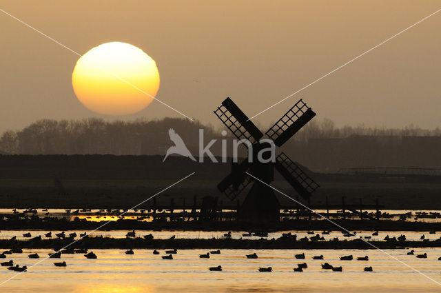 Ducks (Anatidae)