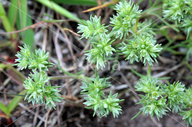 Annual Knawel (Scleranthus annuus)