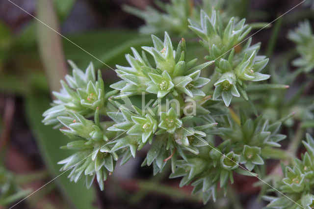 Annual Knawel (Scleranthus annuus)