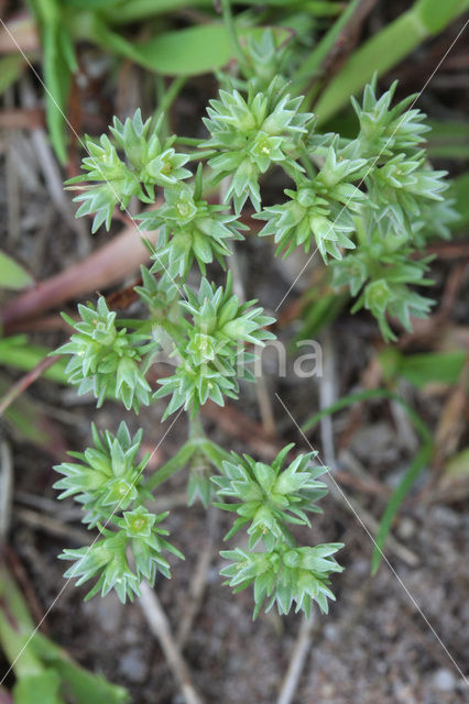 Annual Knawel (Scleranthus annuus)