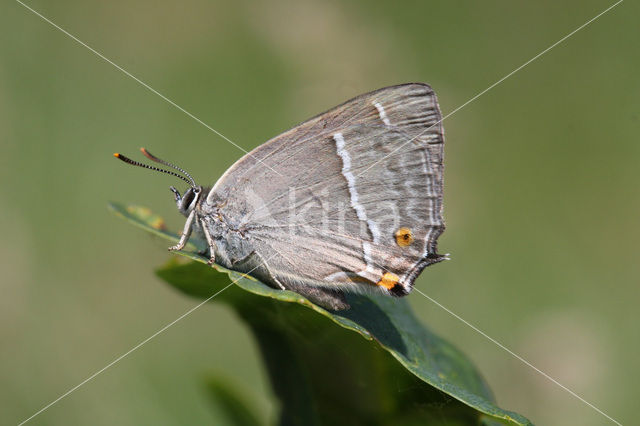 Eikenpage (Neozephyrus quercus)