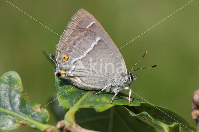 Purple Hairstreak (Neozephyrus quercus)