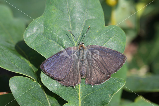 Purple Hairstreak (Neozephyrus quercus)