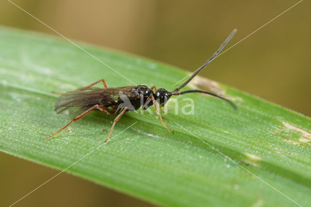 Embolemus sp.