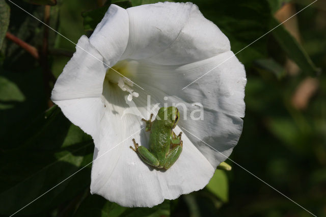 European Tree Frog (Hyla arborea)