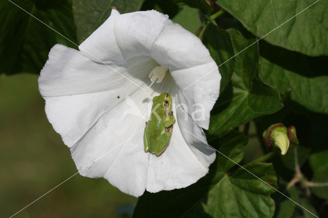 Europese boomkikker (Hyla arborea)