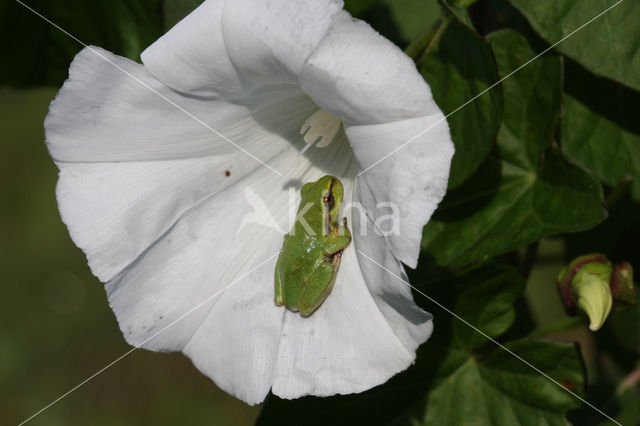 Europese boomkikker (Hyla arborea)