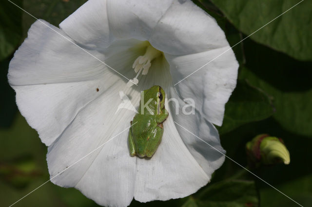 Europese boomkikker (Hyla arborea)