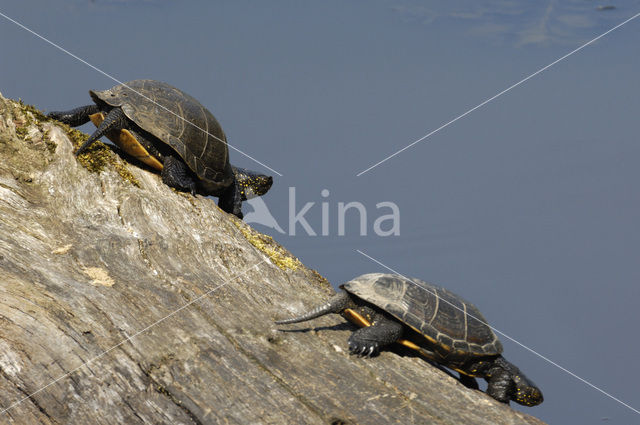 Europese moerasschildpad (Emys orbicularis)