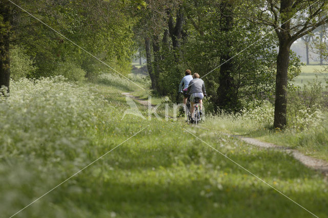 Cow Parsley (Anthriscus sylvestris)
