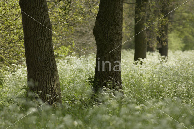 Cow Parsley (Anthriscus sylvestris)