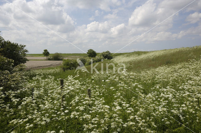 Fluitekruid (Anthriscus sylvestris)