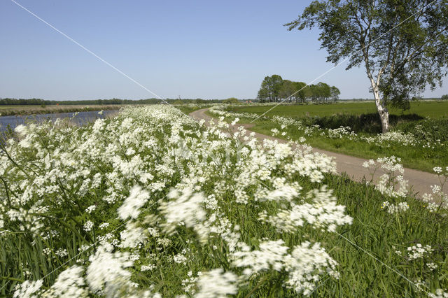 Fluitekruid (Anthriscus sylvestris)