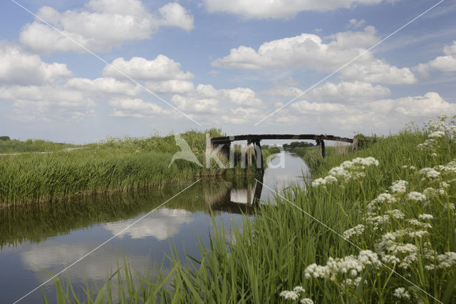 Cow Parsley (Anthriscus sylvestris)