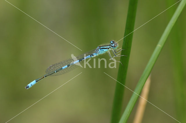 Gaffelwaterjuffer (Coenagrion scitulum)