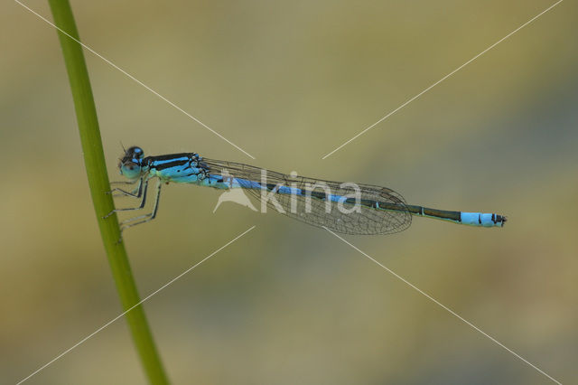 Gaffelwaterjuffer (Coenagrion scitulum)