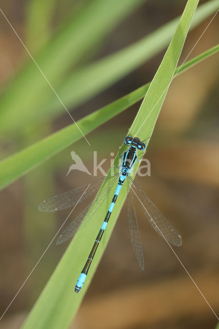 Dainty Damselfly (Coenagrion scitulum)