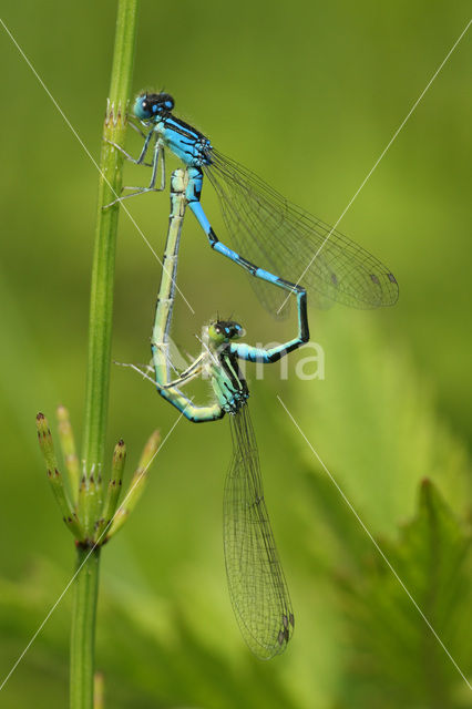 Gaffelwaterjuffer (Coenagrion scitulum)