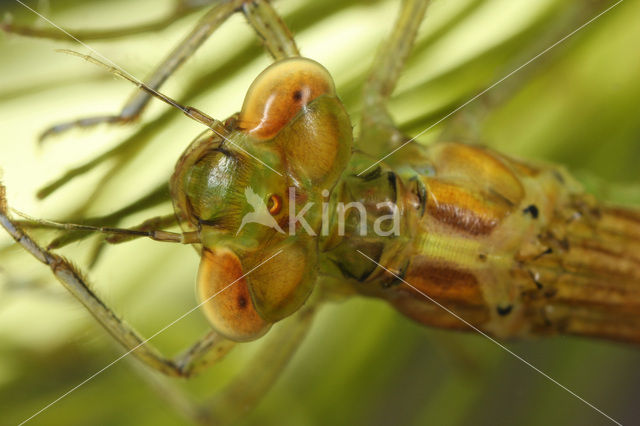 Dainty Damselfly (Coenagrion scitulum)