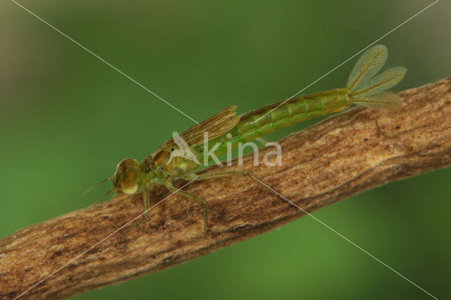 Dainty Damselfly (Coenagrion scitulum)