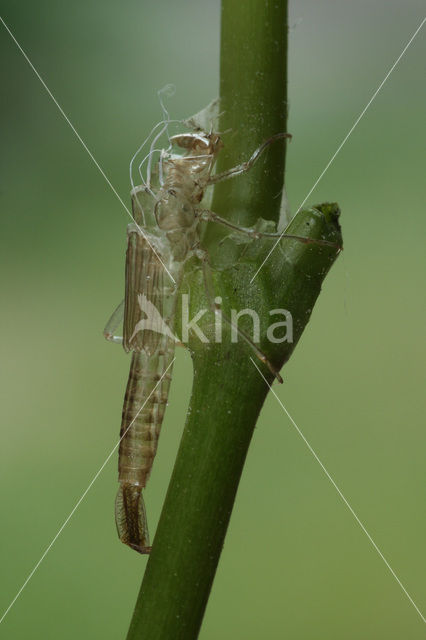 Gaffelwaterjuffer (Coenagrion scitulum)