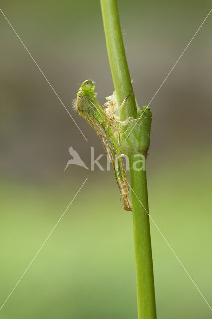 Gaffelwaterjuffer (Coenagrion scitulum)