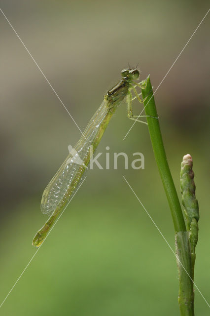 Gaffelwaterjuffer (Coenagrion scitulum)