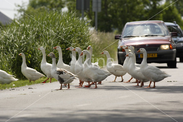 Goose (Anser spec.)