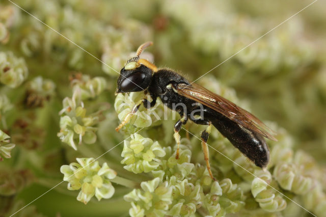 Gehoornde maskerbij (Hylaeus cornutus)