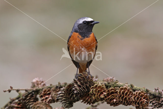 Gekraagde Roodstaart (Phoenicurus phoenicurus)
