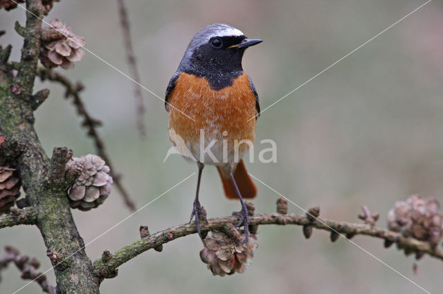 Common Redstart (Phoenicurus phoenicurus)