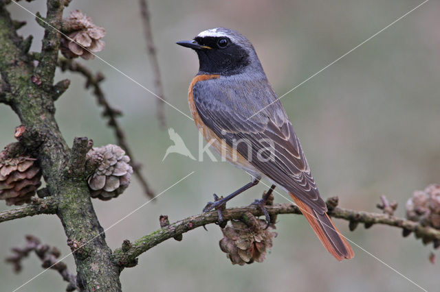 Gekraagde Roodstaart (Phoenicurus phoenicurus)