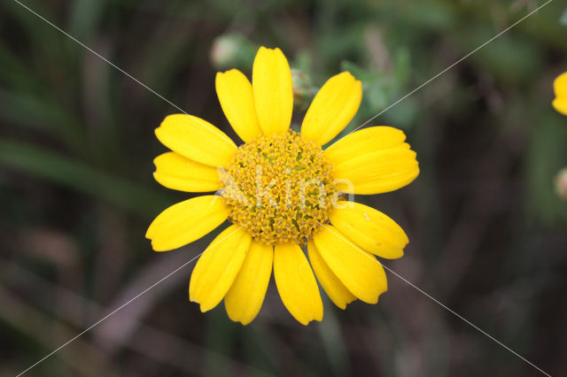 Gele ganzenbloem (Chrysanthemum segetum)