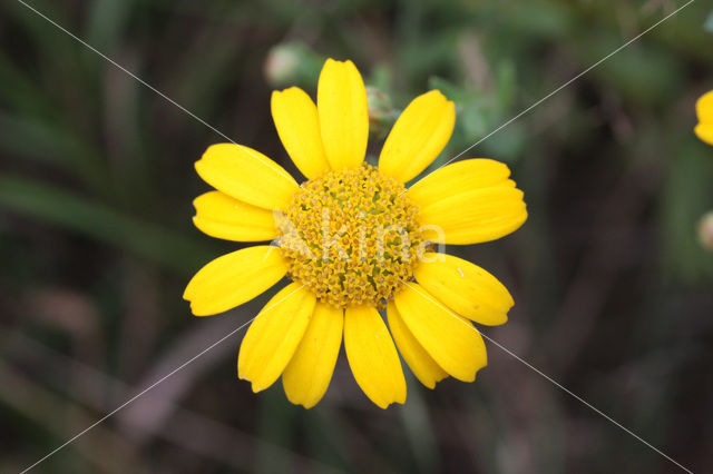Corn Marigold (Chrysanthemum segetum)