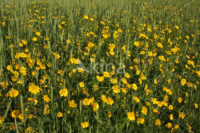 Gele ganzenbloem (Chrysanthemum segetum)