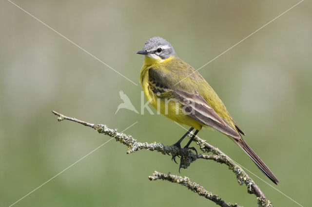 Yellow Wagtail (Motacilla flava)