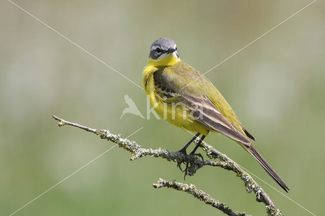Yellow Wagtail (Motacilla flava)