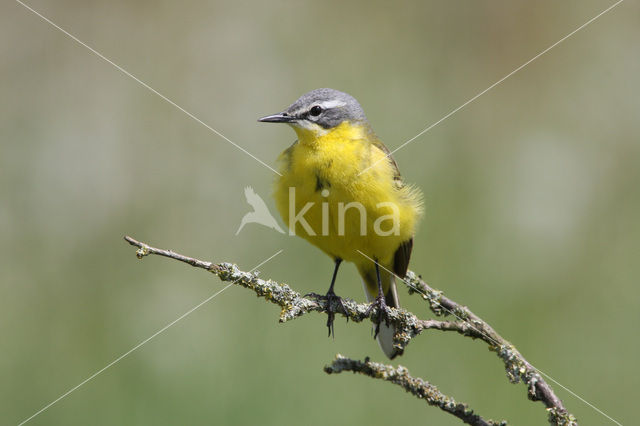 Yellow Wagtail (Motacilla flava)