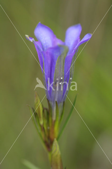 Gentiaanblauwtje (Maculinea alcon)