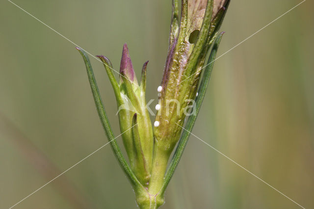 Gentiaanblauwtje (Maculinea alcon)