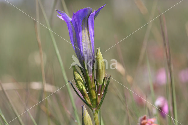 Gentiaanblauwtje (Maculinea alcon)