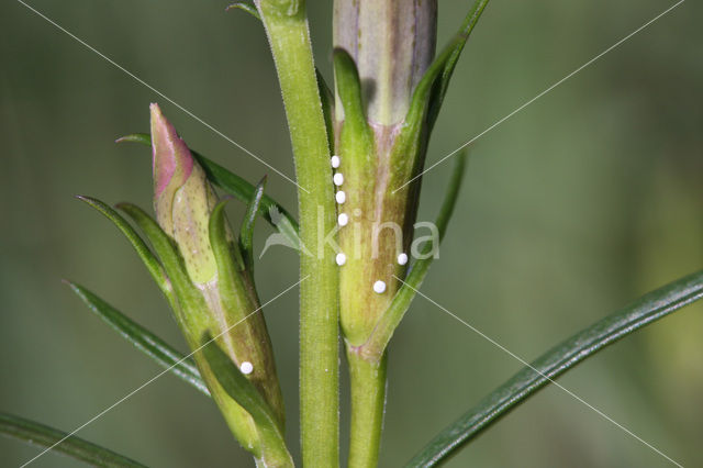 Gentiaanblauwtje (Maculinea alcon)