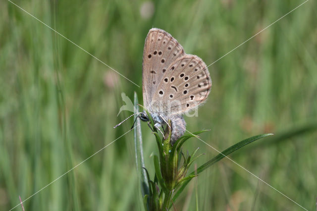 Gentiaanblauwtje (Maculinea alcon)