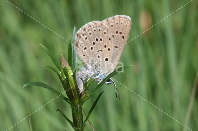 Alcon Blue (Maculinea alcon)